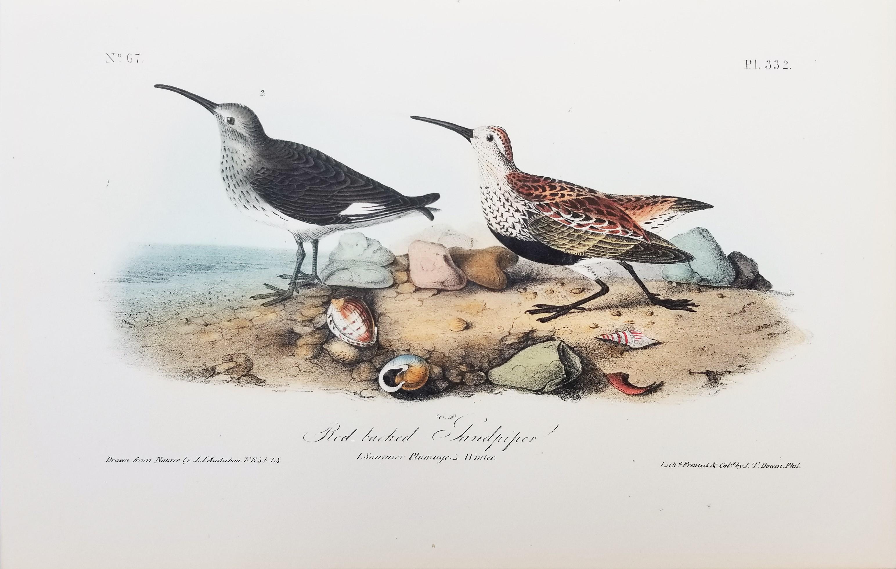 Sandpiper /// Ornithology Bird John James Audubon Beach Ocean Shore en vente 1