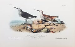 Red-backed Sandpiper /// Ornithology Bird John James Audubon Beach Ocean Shore