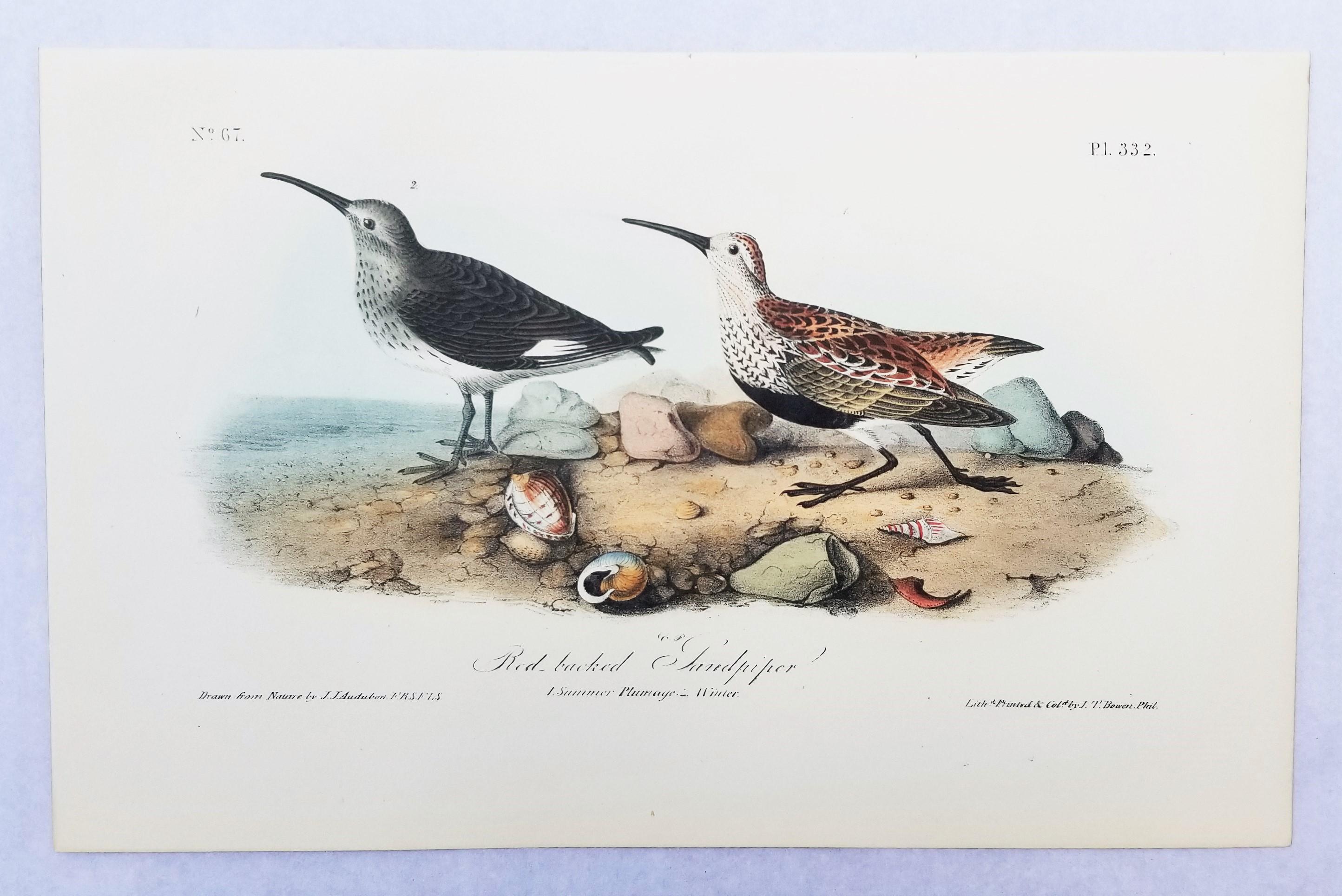 Sandpiper /// Ornithology Bird John James Audubon Beach Ocean Shore en vente 2