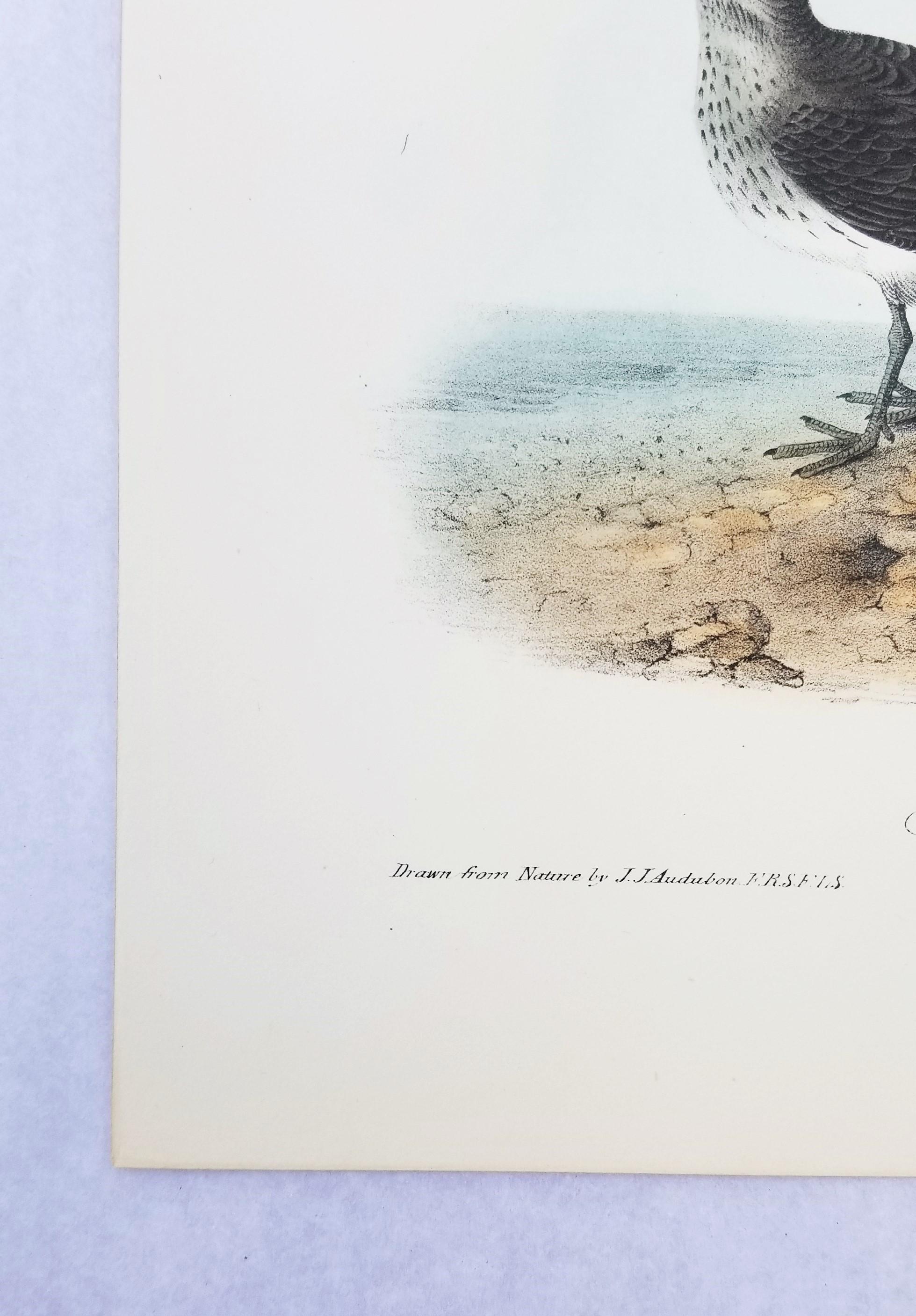 Sandpiper /// Ornithology Bird John James Audubon Beach Ocean Shore en vente 3