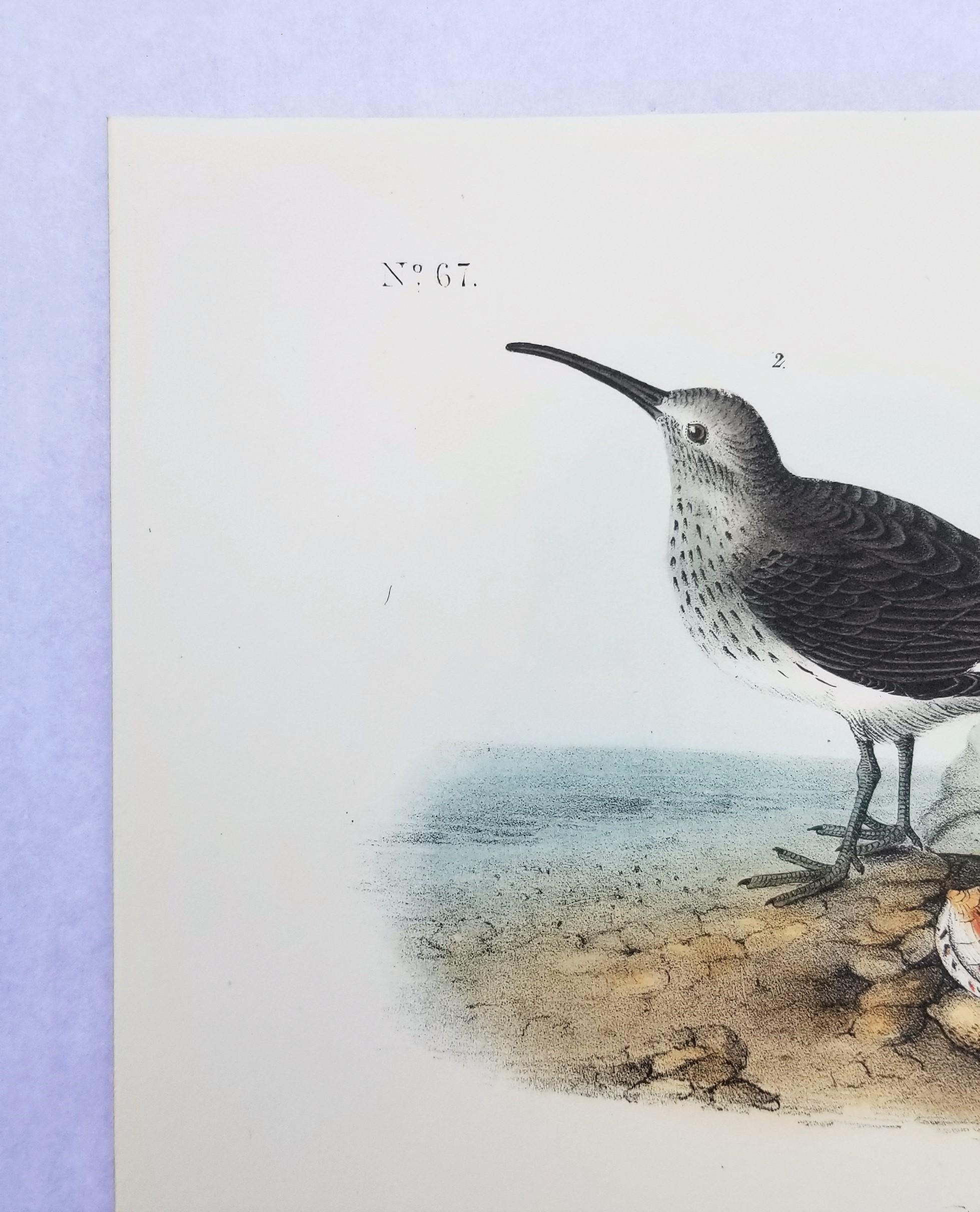 Sandpiper /// Ornithology Bird John James Audubon Beach Ocean Shore en vente 4