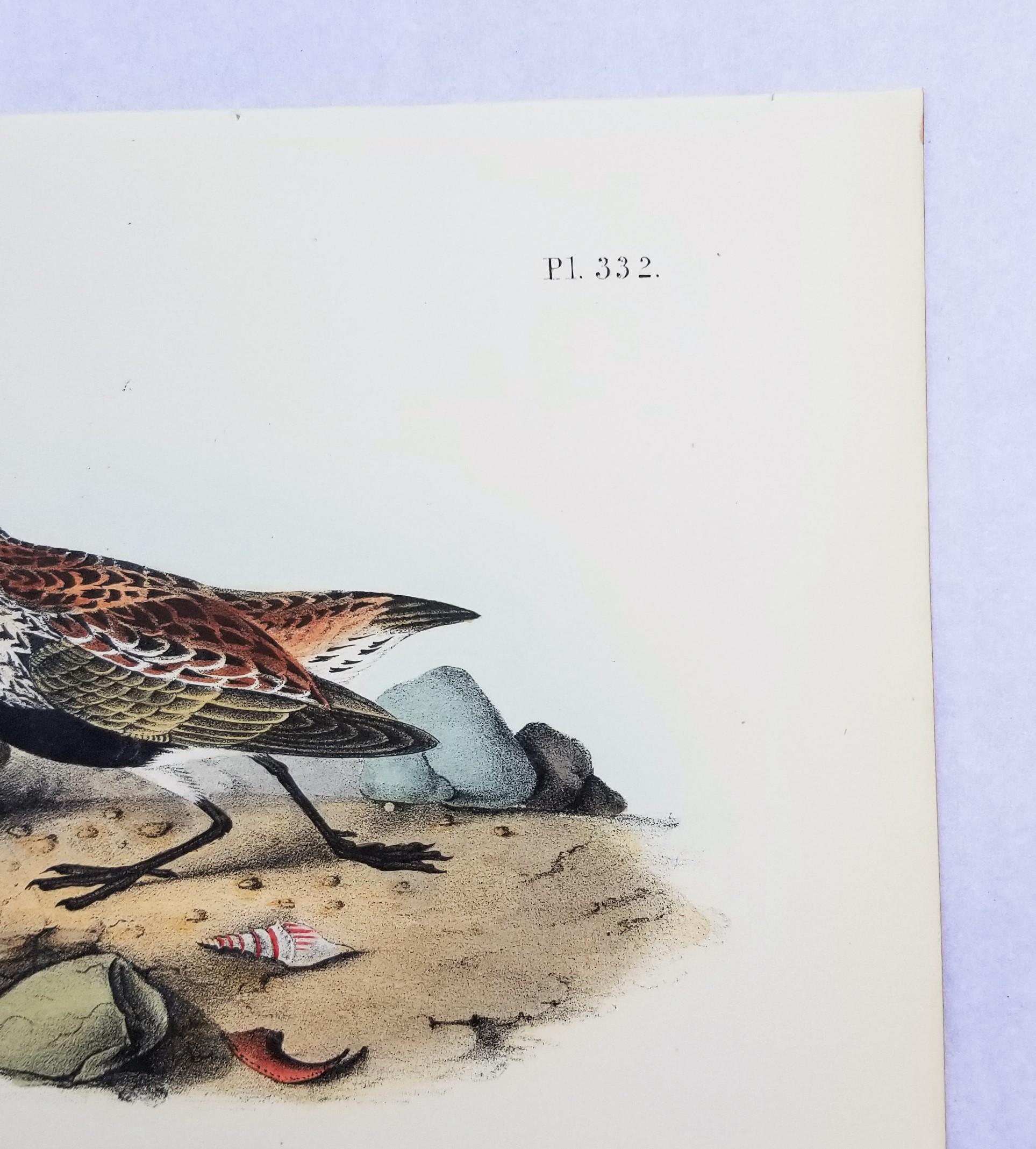Sandpiper /// Ornithology Bird John James Audubon Beach Ocean Shore en vente 5
