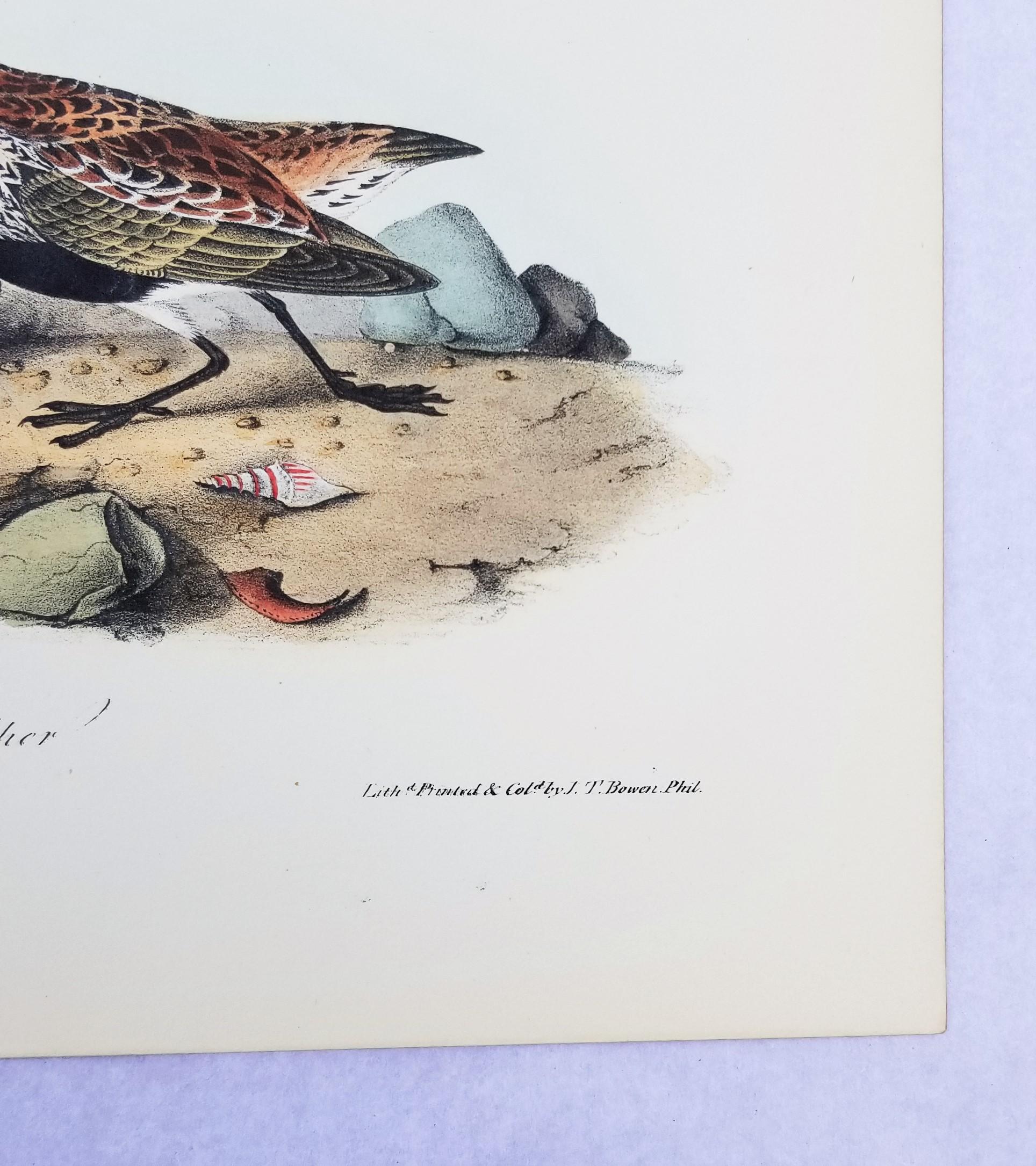 Sandpiper /// Ornithology Bird John James Audubon Beach Ocean Shore en vente 6