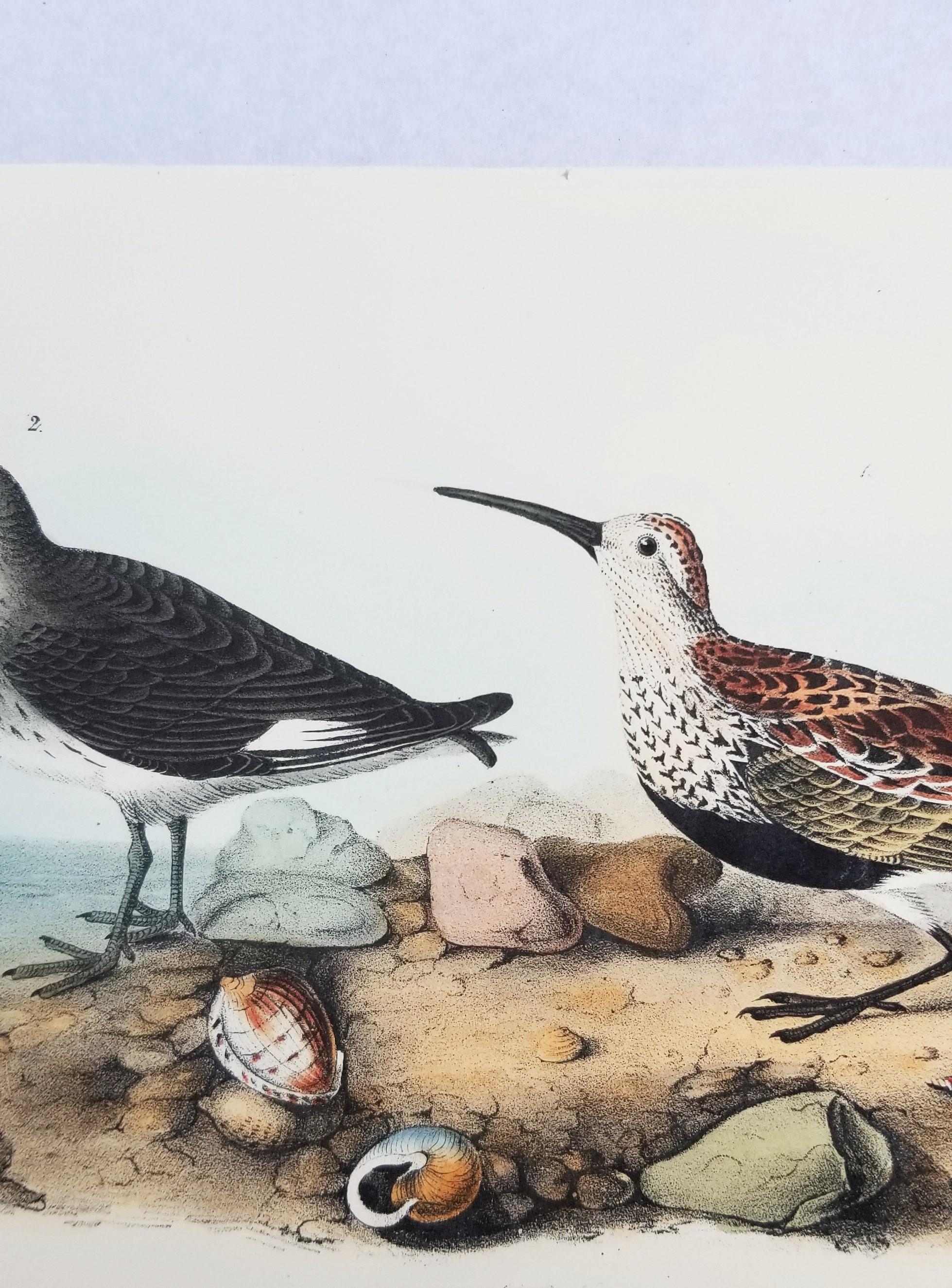 Sandpiper /// Ornithology Bird John James Audubon Beach Ocean Shore en vente 7