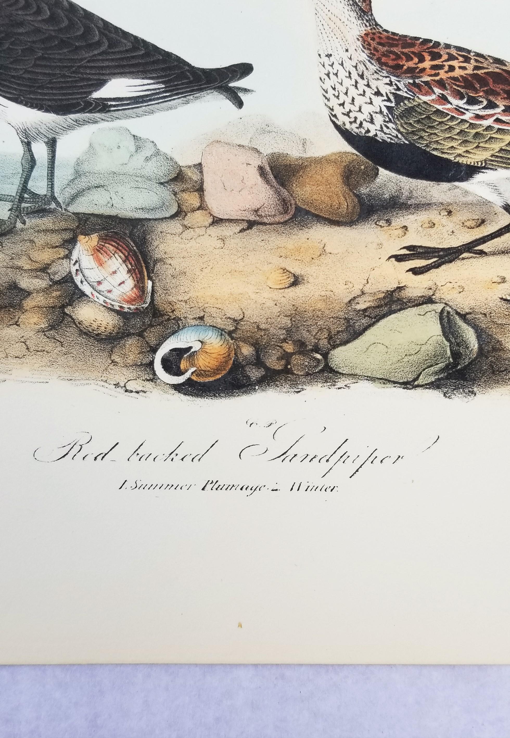 Red-backed Sandpiper /// Ornithology Bird John James Audubon Beach Ocean Shore 5