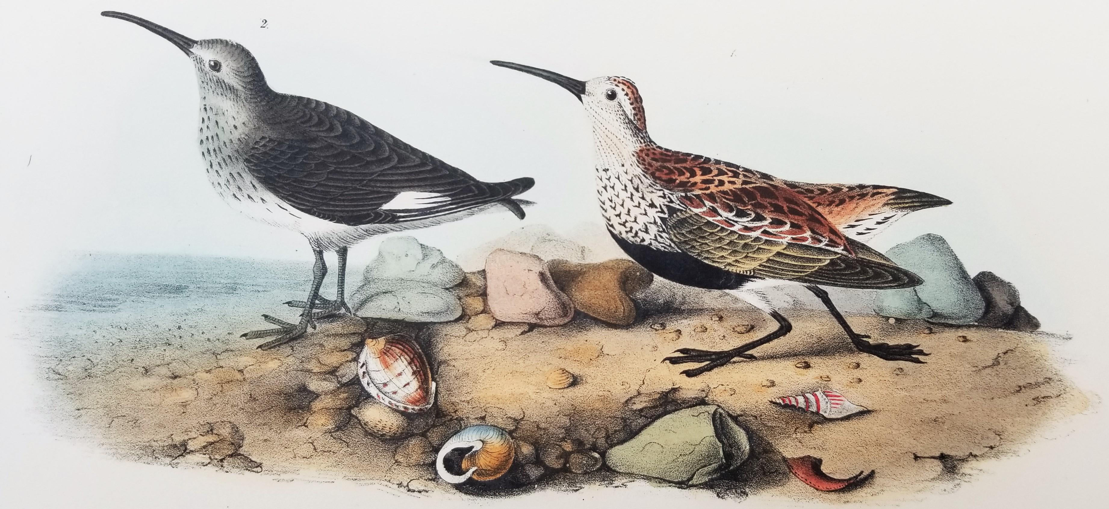 Sandpiper /// Ornithology Bird John James Audubon Beach Ocean Shore