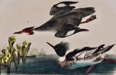 Zwergsäger: Eine original handkolorierte Vogellithographie von Audubon aus dem 19.