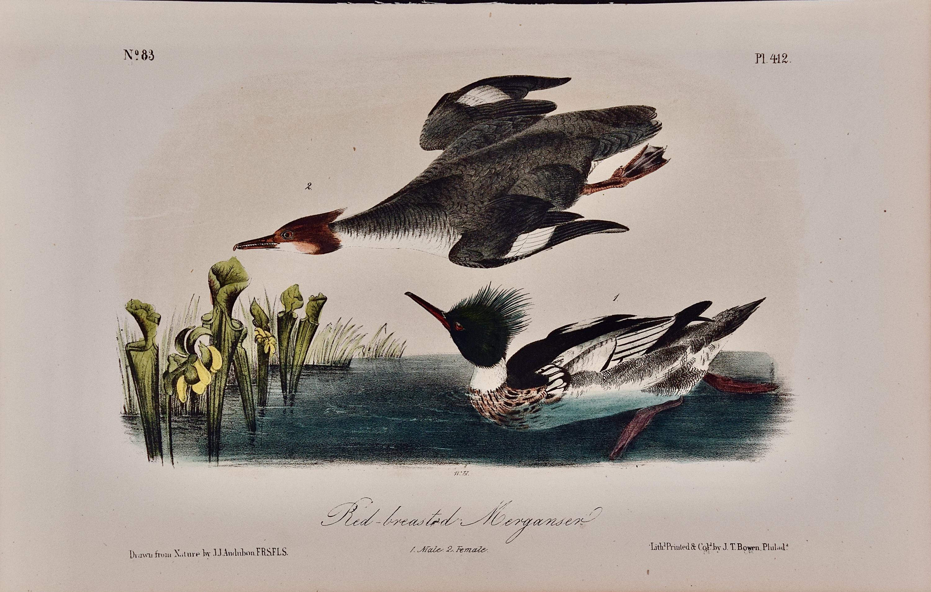 Merganser dal petto rosso: Una litografia originale di Audubon del 19° secolo, colorata a mano.