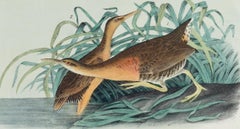 Rot gebürstetes Eisen: Eine handkolorierte Vogellithographie von Audubon aus dem 19. Jahrhundert