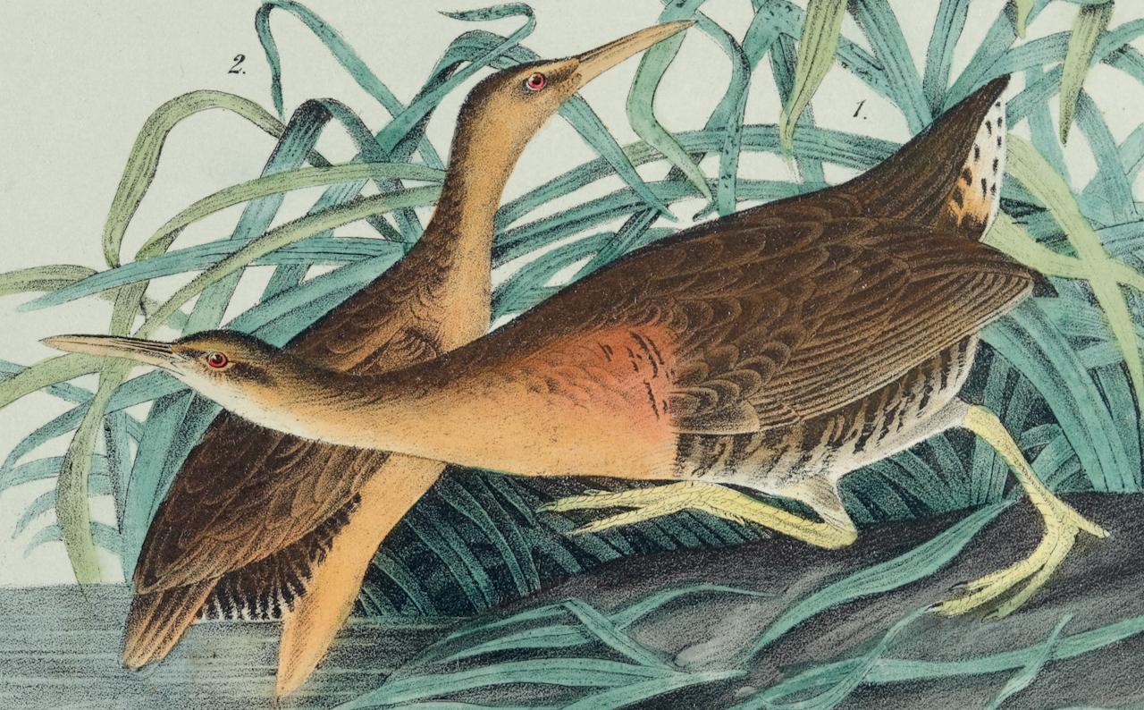 Râle à poitrine rousse : une lithographie originale d'Audubon, coloriée à la main, datant du 19e C.  - Naturalisme Print par John James Audubon