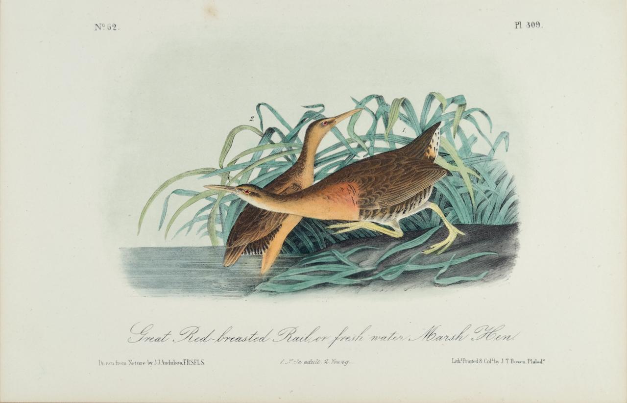 Landscape Print John James Audubon - Râle à poitrine rousse : une lithographie originale d'Audubon, coloriée à la main, datant du 19e C. 
