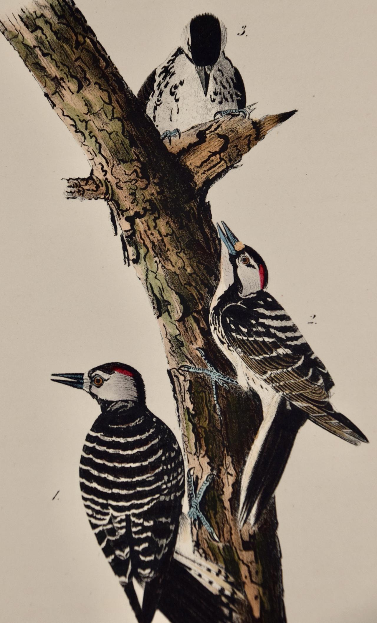 Pecker: Audubon : première édition octogonale de la lithographie colorée à la main  - Print de John James Audubon