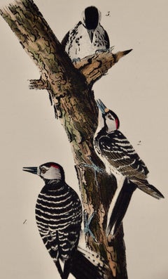 Red-cockaded Woodpecker: A First Octavo Edition Audubon Hand-colored Lithograph