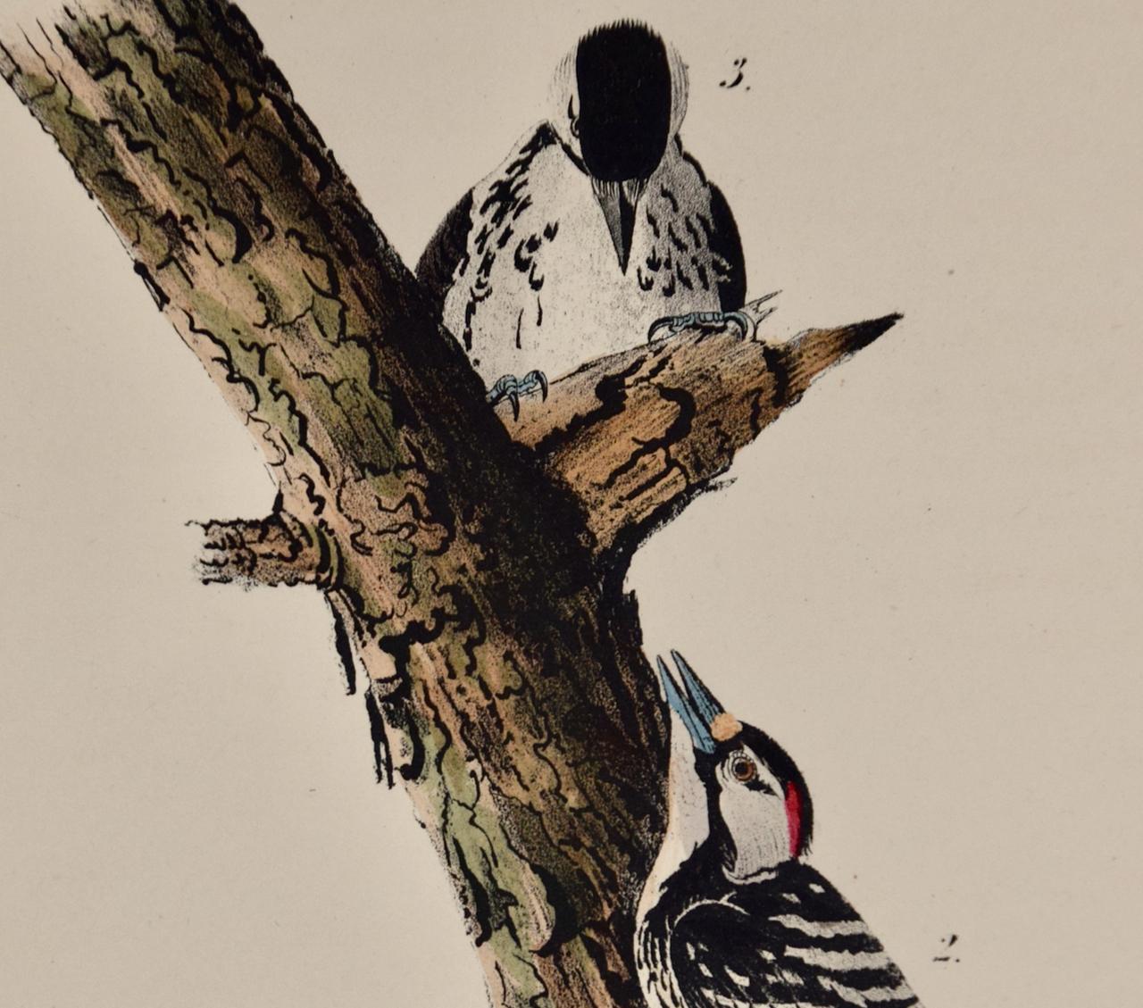 Pecker: Audubon : première édition octogonale de la lithographie colorée à la main - Naturalisme Print par John James Audubon