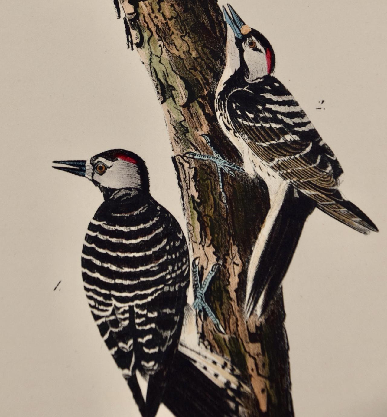 Pecker: Audubon : première édition octogonale de la lithographie colorée à la main - Beige Animal Print par John James Audubon
