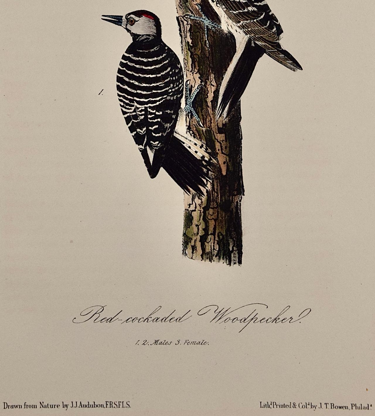 Il s'agit d'une lithographie originale de John James Audubon, coloriée à la main, première édition octavo, intitulée 
