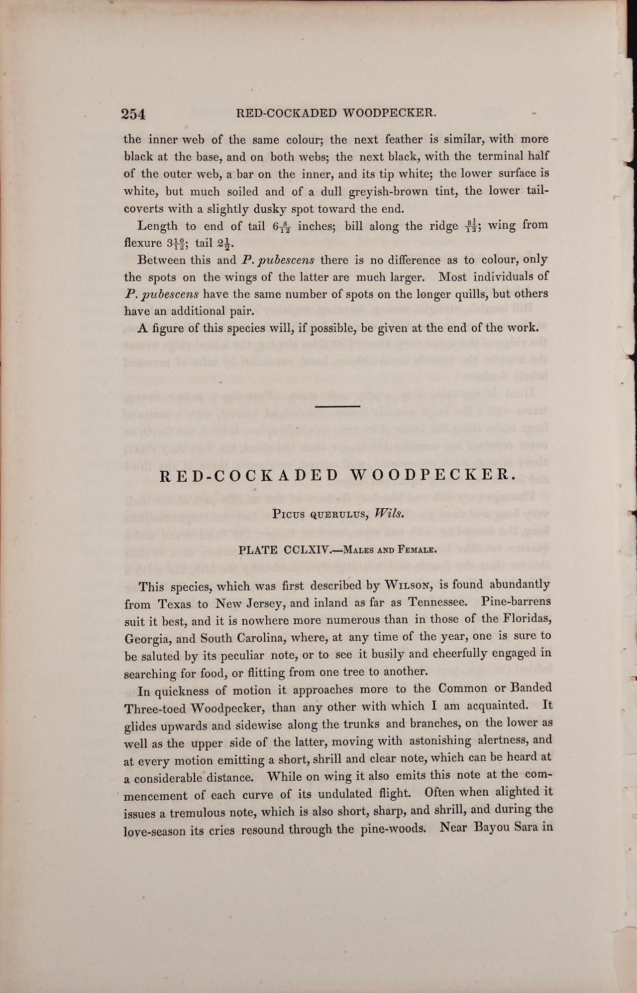 Red-cockaded Woodpecker: A First Octavo Edition Audubon Hand-colored Lithograph  - Naturalistic Print by John James Audubon