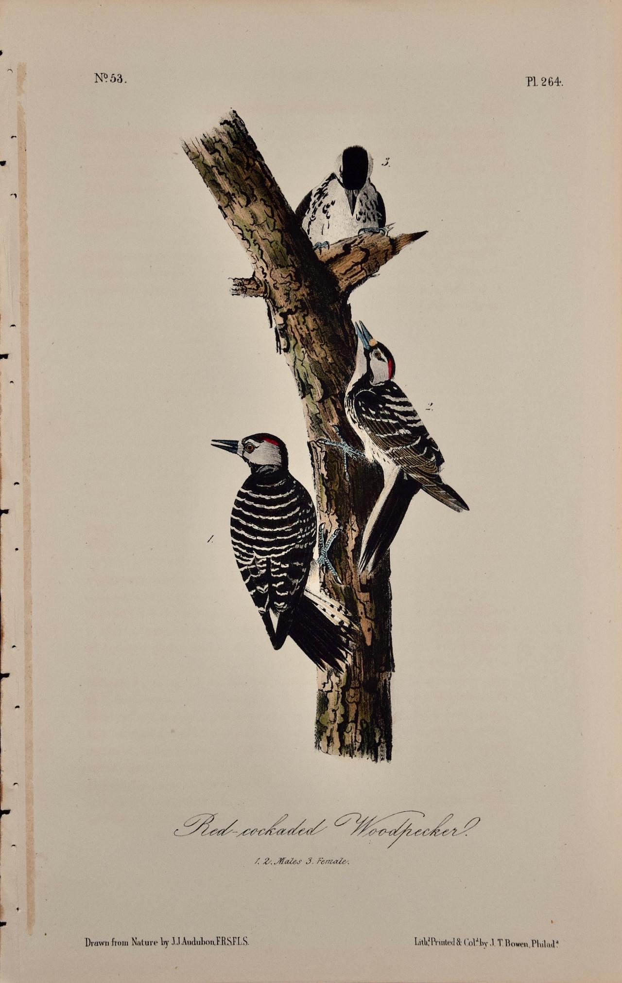 John James Audubon Animal Print - Red-cockaded Woodpecker: A First Octavo Edition Audubon Hand-colored Lithograph 