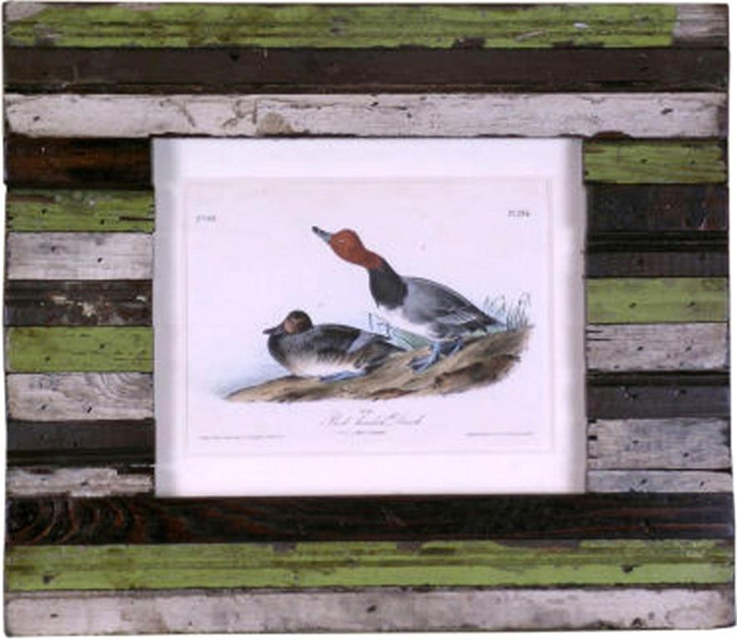 John James Audubon - Red-headed Duck For Sale at 1stDibs