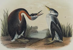 Red-necked Grebe: An Original 19th C. Audubon Hand-colored Bird Lithograph