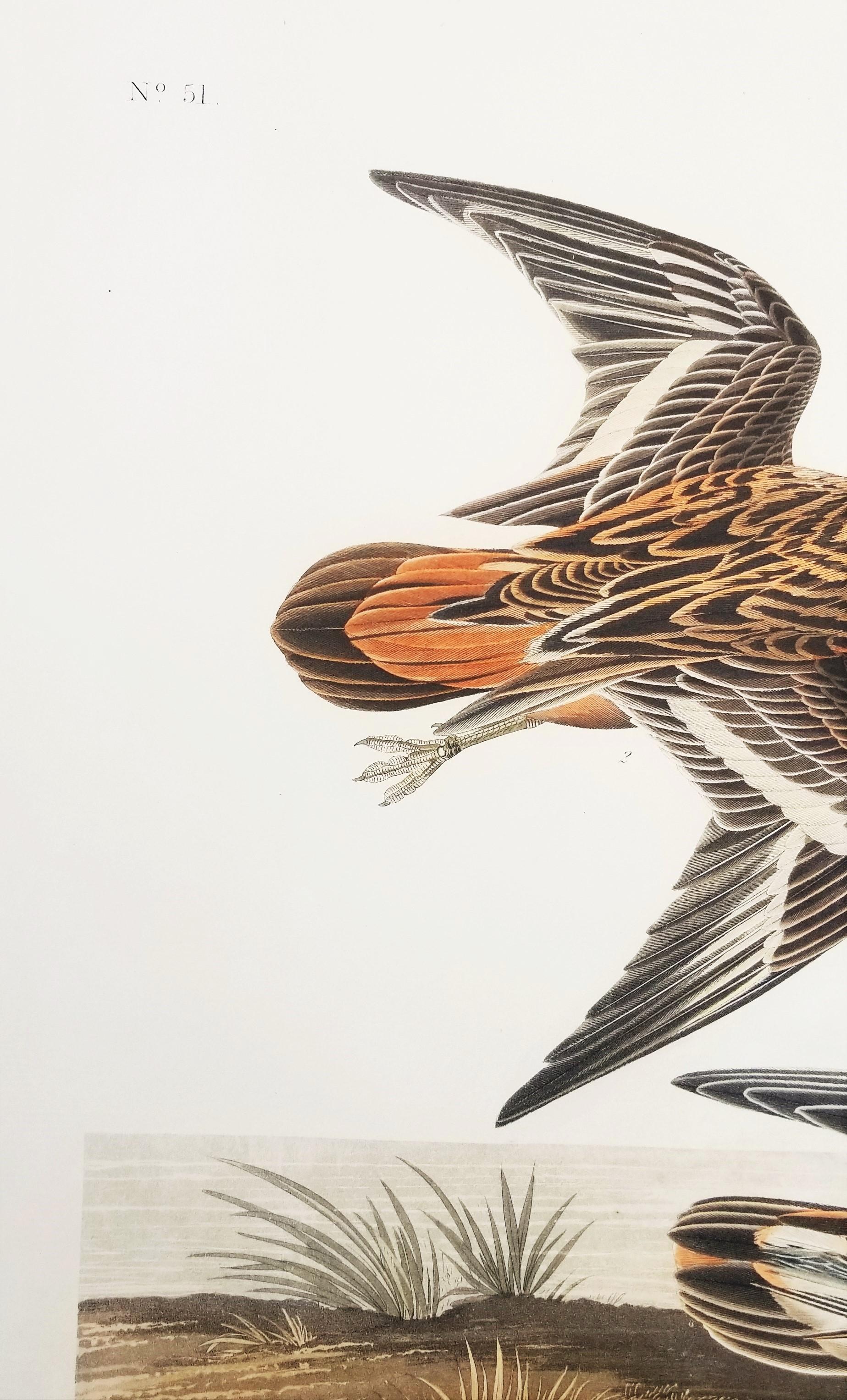 Rote Phalarope /// Ornithology John James Audubon Vogel-Tierlandschaft Havell im Angebot 10