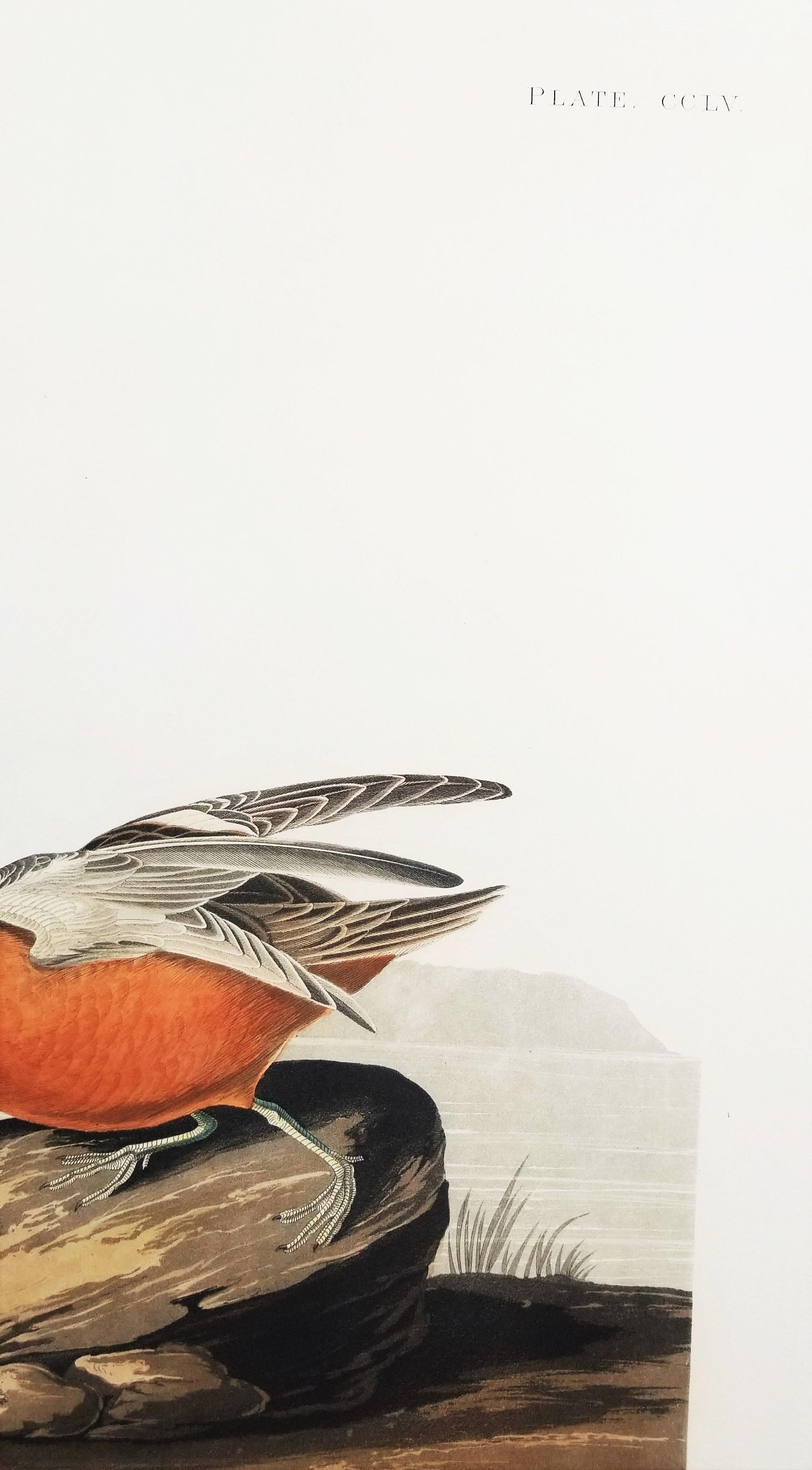 Rote Phalarope /// Ornithology John James Audubon Vogel-Tierlandschaft Havell im Angebot 11