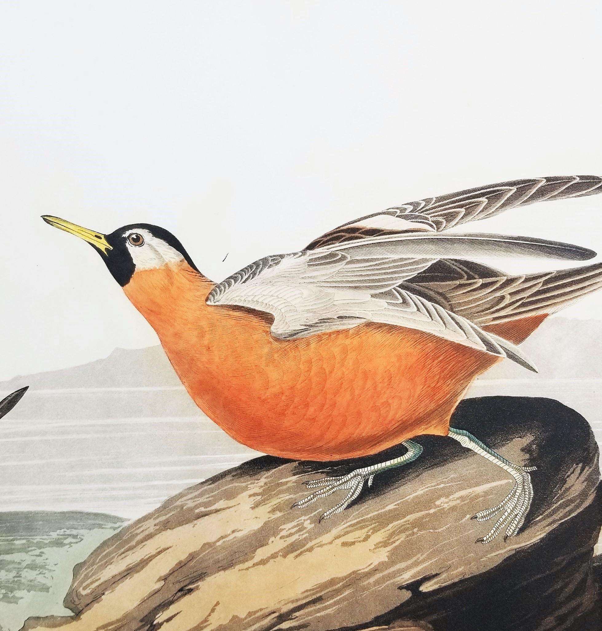 Rote Phalarope /// Ornithology John James Audubon Vogel-Tierlandschaft Havell im Angebot 12