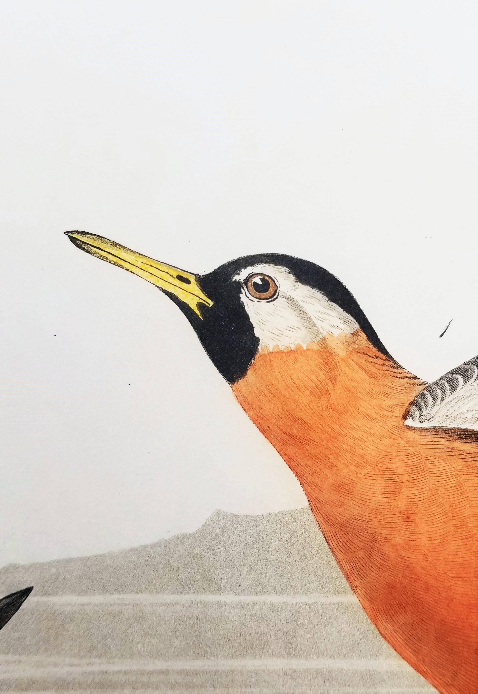Rote Phalarope /// Ornithology John James Audubon Vogel-Tierlandschaft Havell im Angebot 13