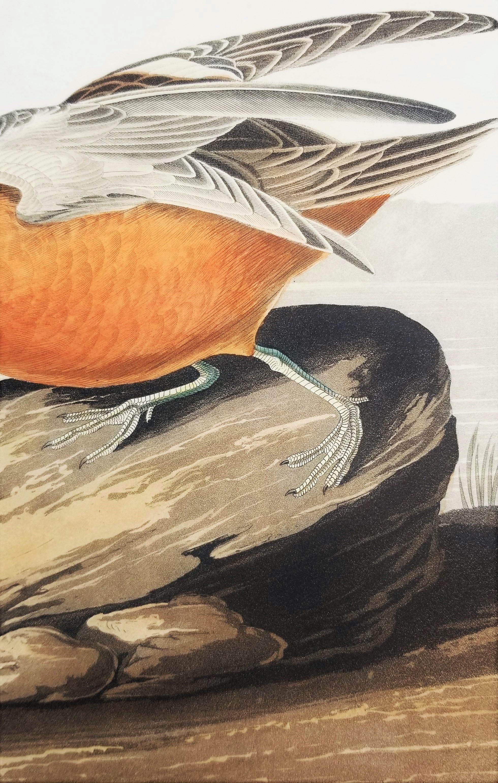 Rote Phalarope /// Ornithology John James Audubon Vogel-Tierlandschaft Havell im Angebot 14