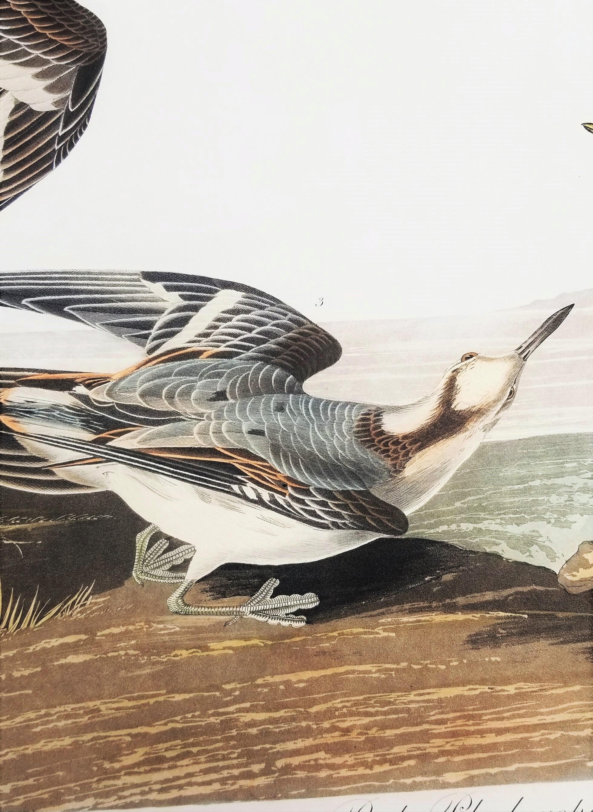 Rote Phalarope /// Ornithology John James Audubon Vogel-Tierlandschaft Havell im Angebot 15