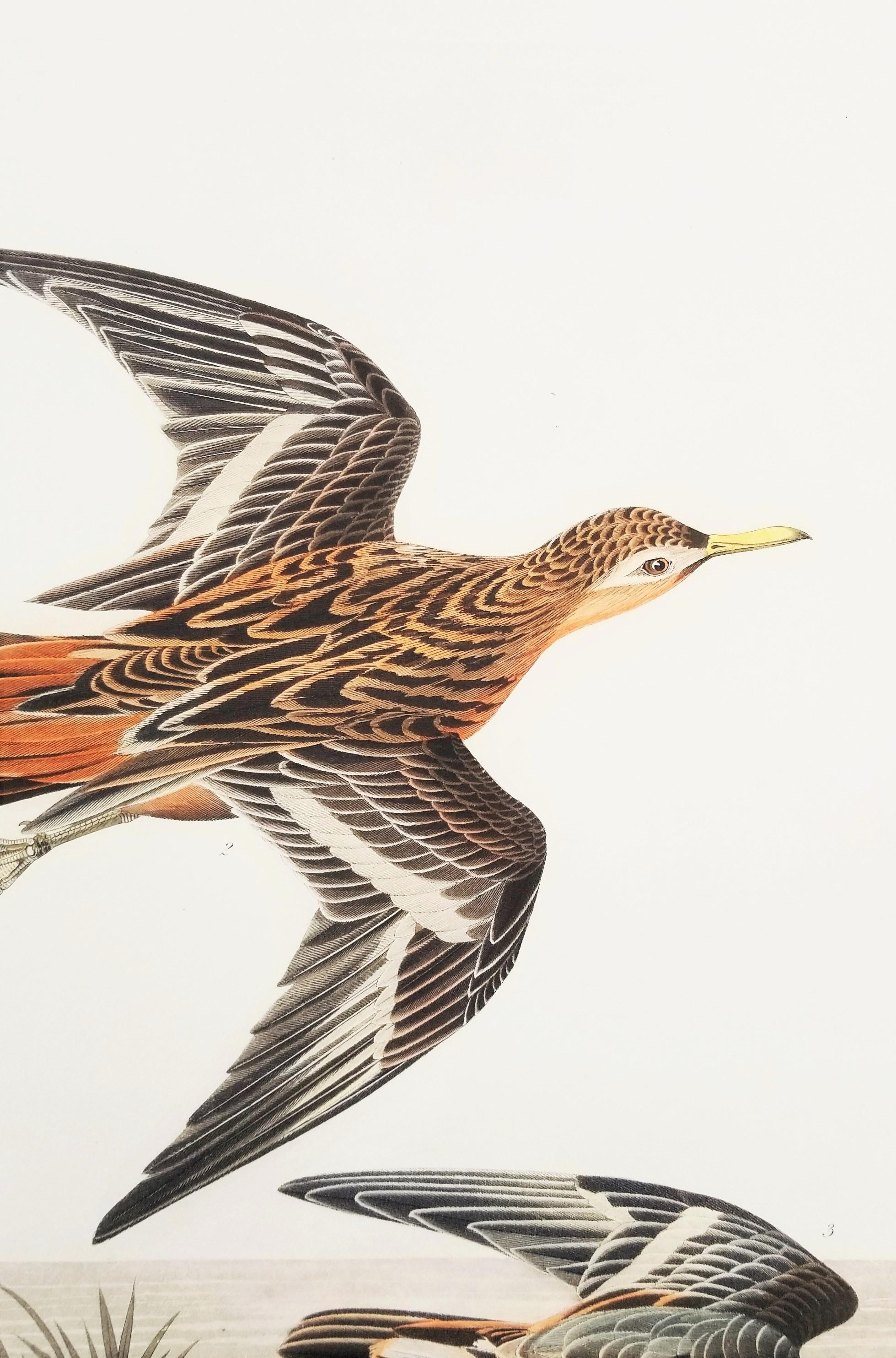 Rote Phalarope /// Ornithology John James Audubon Vogel-Tierlandschaft Havell im Angebot 16