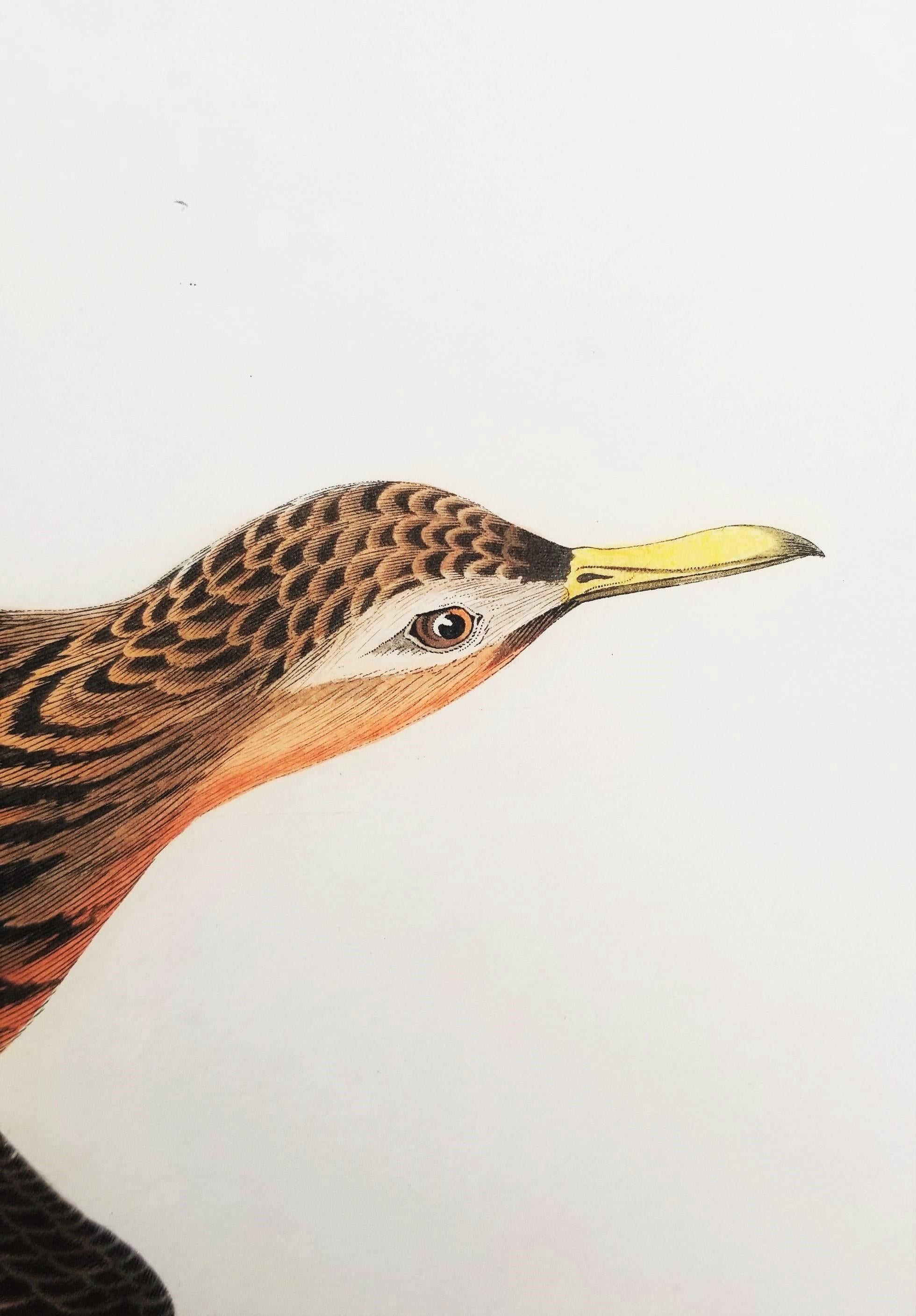 Rote Phalarope /// Ornithology John James Audubon Vogel-Tierlandschaft Havell im Angebot 17