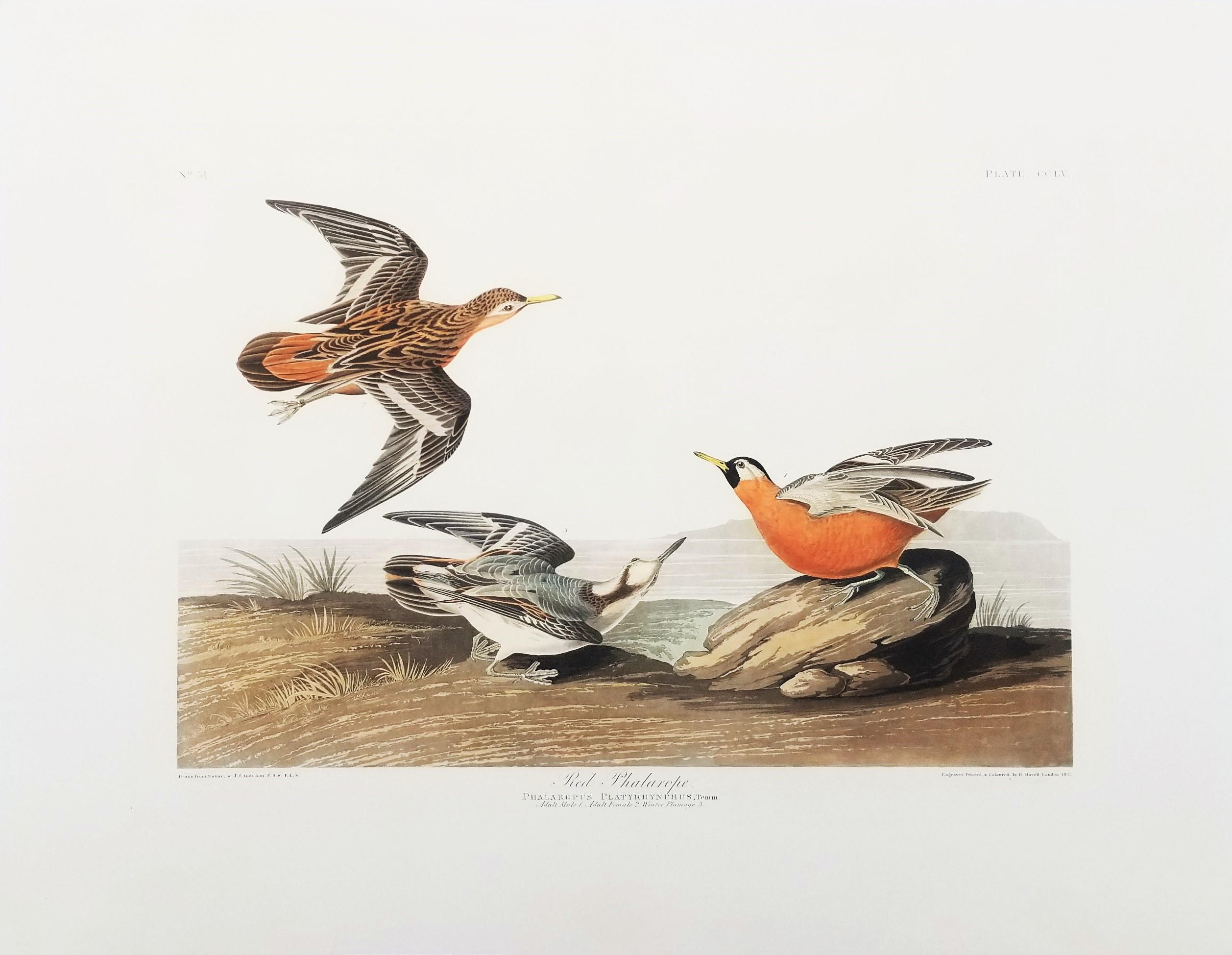 Rote Phalarope /// Ornithology John James Audubon Vogel-Tierlandschaft Havell im Angebot 1