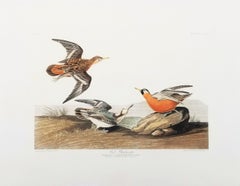 Red Phalarope /// Ornithology John James Audubon Bird Animal Landscape Havell