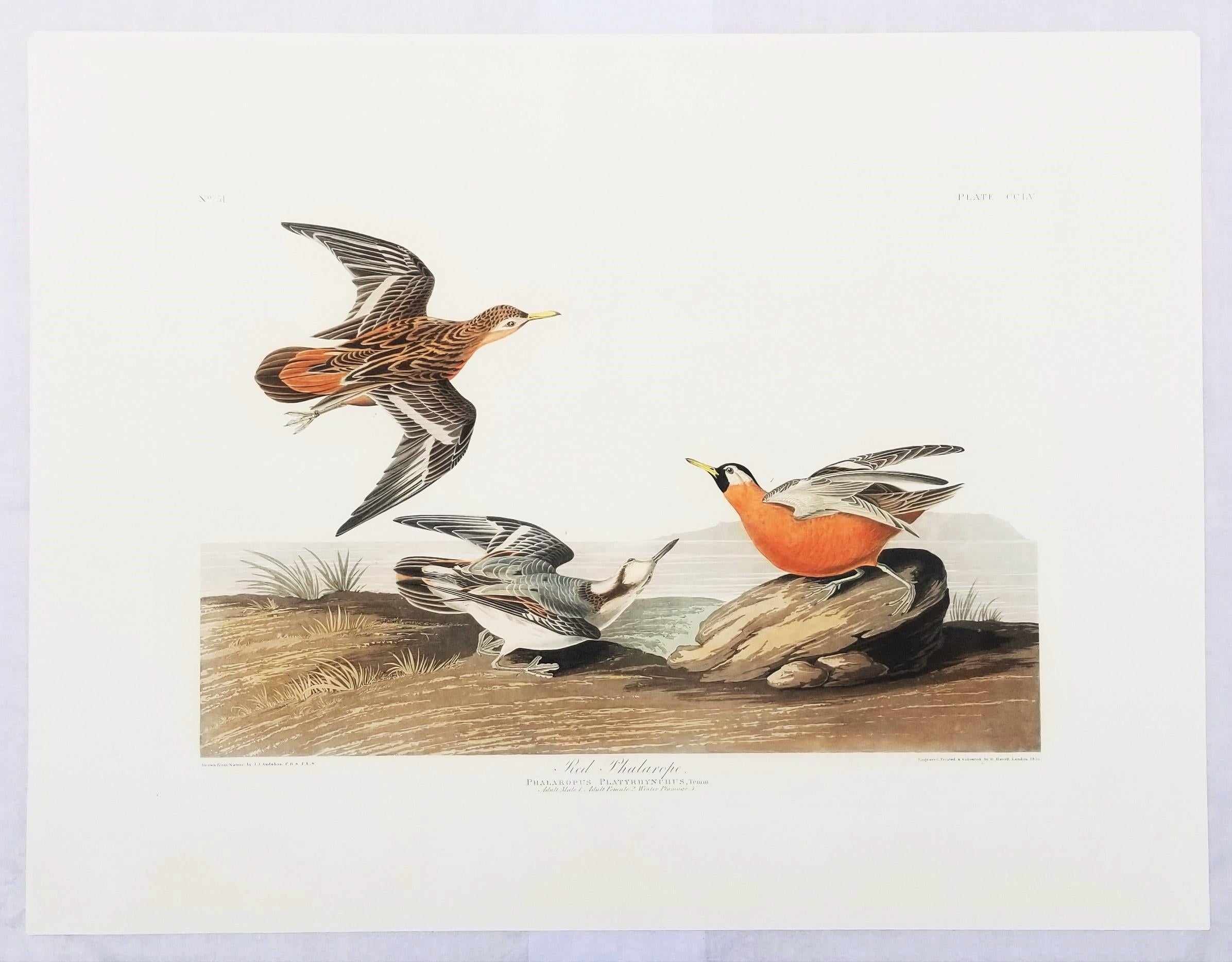 Rote Phalarope /// Ornithology John James Audubon Vogel-Tierlandschaft Havell im Angebot 2