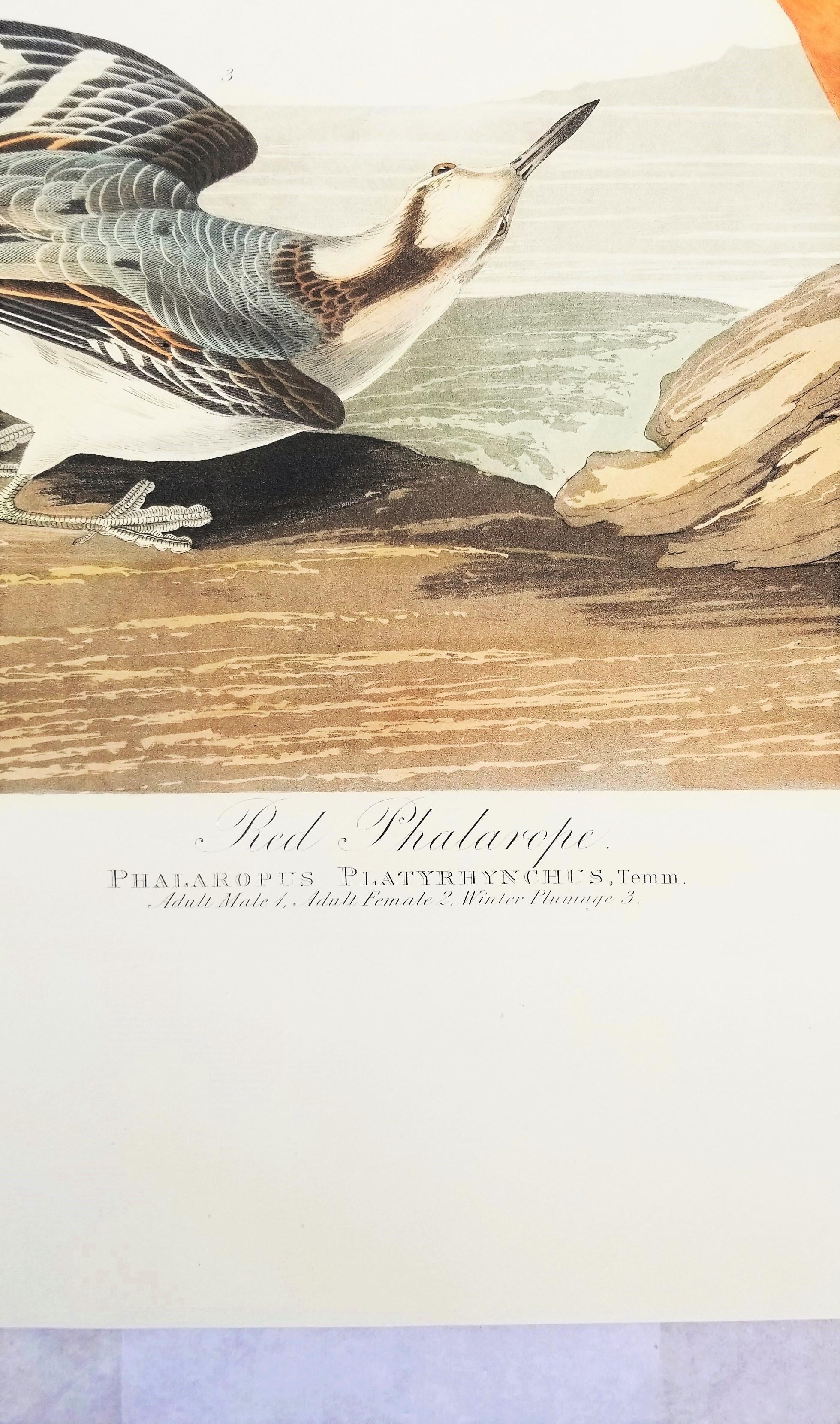 Rote Phalarope /// Ornithology John James Audubon Vogel-Tierlandschaft Havell im Angebot 8