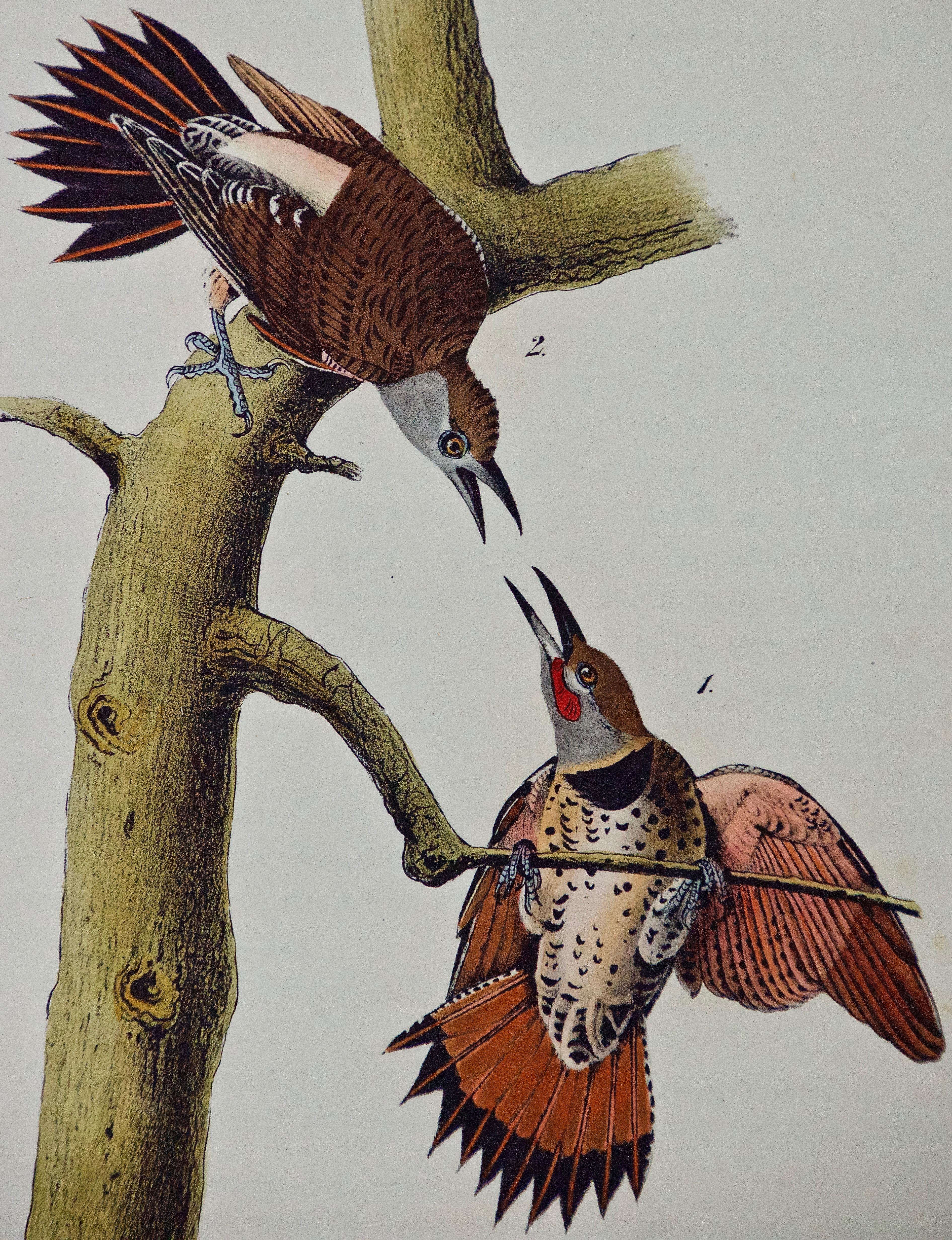 Red-shafted Woodpecker: A First Octavo Edition Audubon Hand-colored Lithograph  - Print by John James Audubon