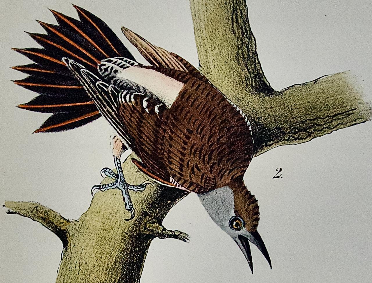 Red-shafte Holzpecker: Eine handkolorierte Audubon-Lithographie der Ersten Octavo-Ausgabe  (Naturalismus), Print, von John James Audubon