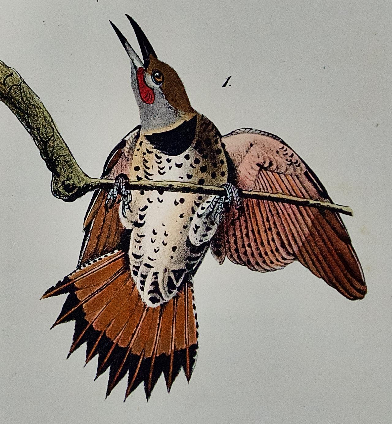 Red-shafte Holzpecker: Eine handkolorierte Audubon-Lithographie der Ersten Octavo-Ausgabe  (Grau), Landscape Print, von John James Audubon