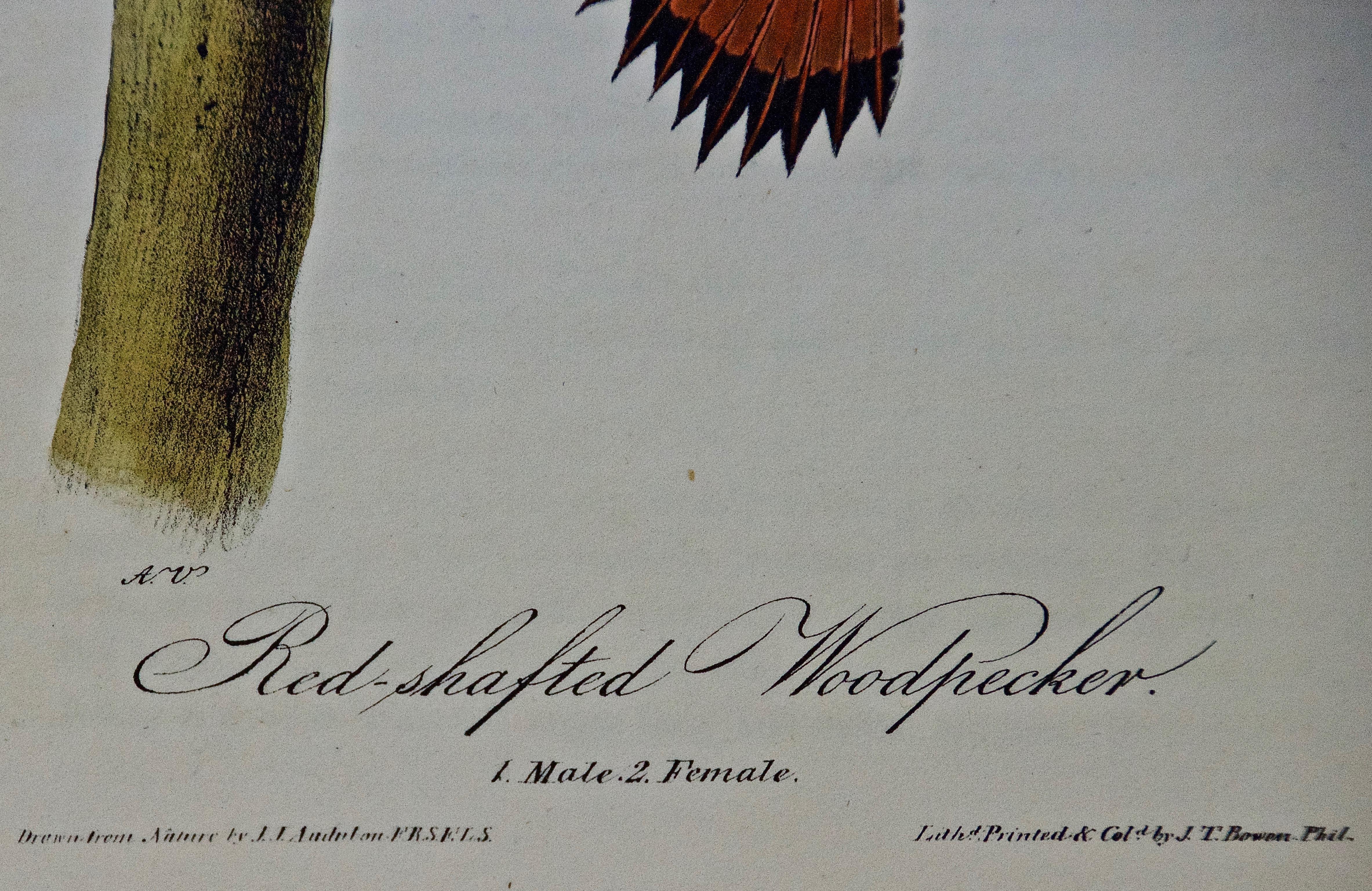 Dies ist ein Original John James Audubon handkolorierte königliche erste Oktav-Ausgabe Lithographie mit dem Titel 