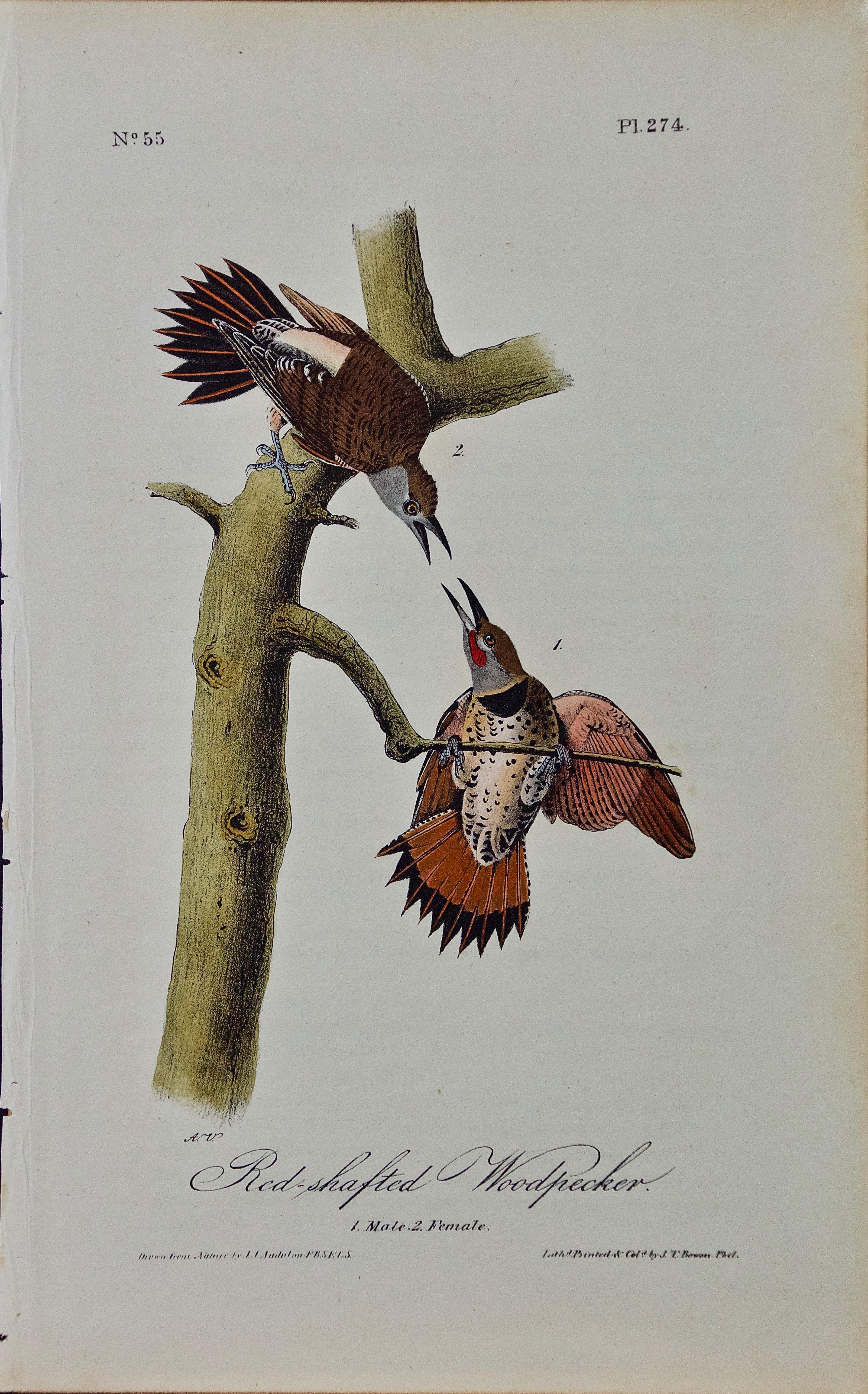 John James Audubon Landscape Print – Red-shafte Holzpecker: Eine handkolorierte Audubon-Lithographie der Ersten Octavo-Ausgabe 