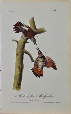 Red-shafted Woodpecker: A First Octavo Edition Audubon Hand-colored Lithograph 