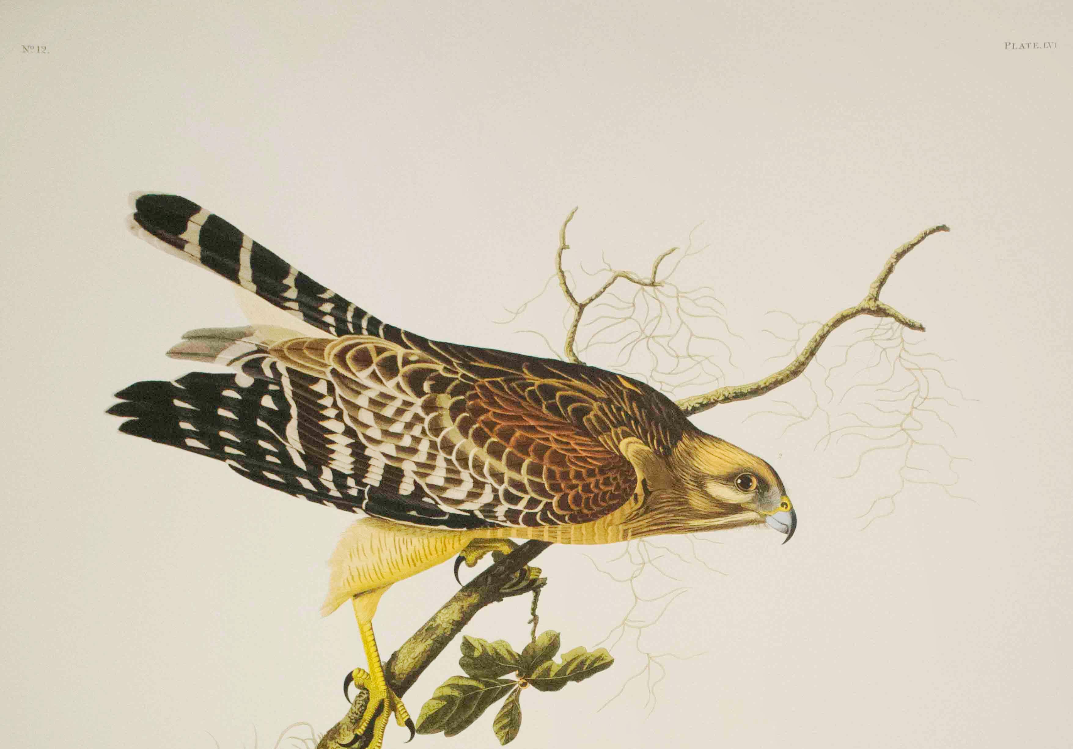 Red-Shouldered hawk, Edition Pl. 56 - Print by After John James Audubon