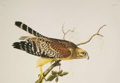 Red-Shouldered hawk, Edition Pl. 56