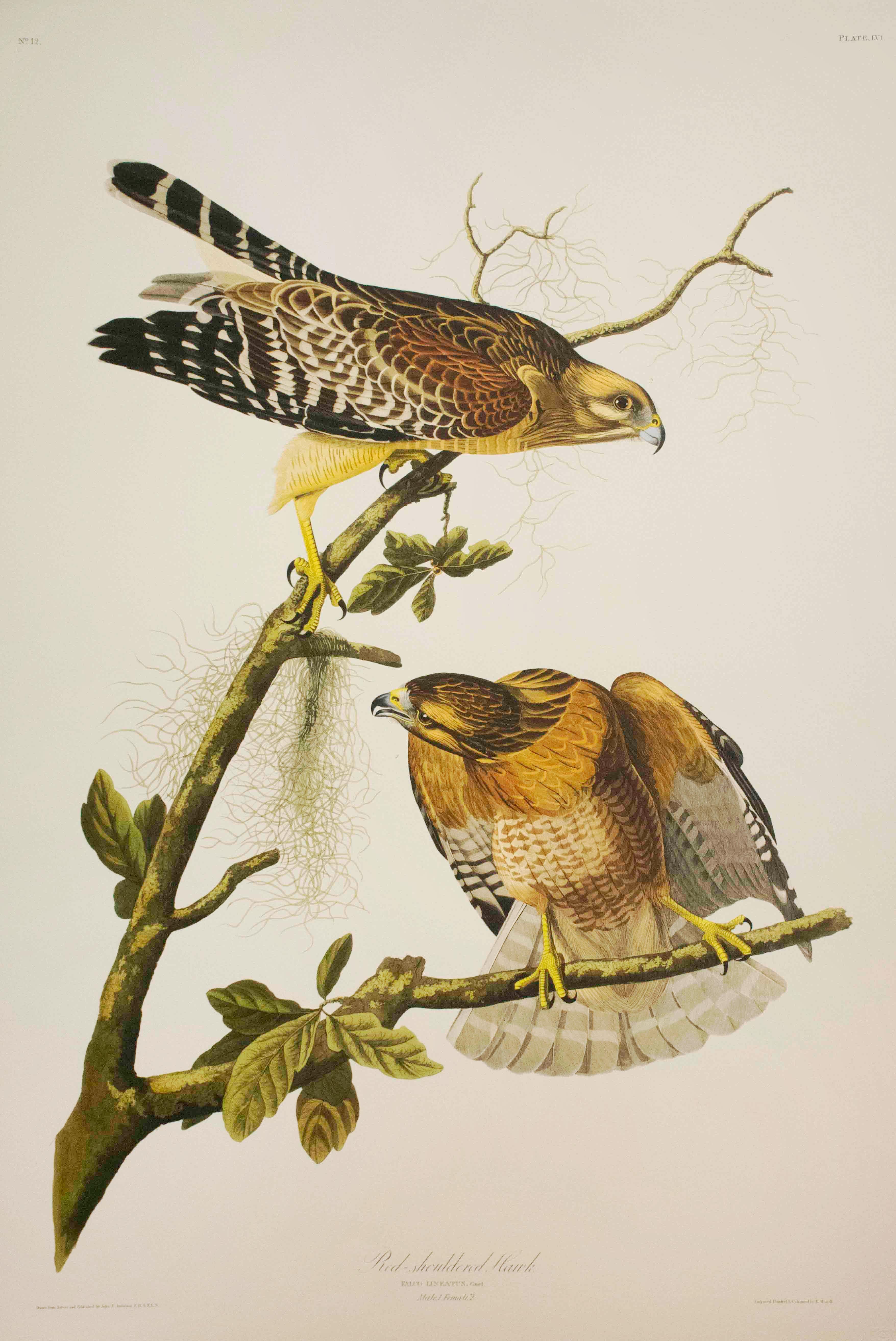 After John James Audubon Print - Red-Shouldered hawk, Edition Pl. 56