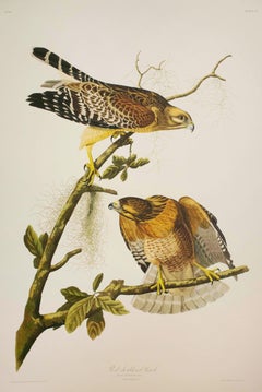 Red-Shouldered hawk, Edition Pl. 56