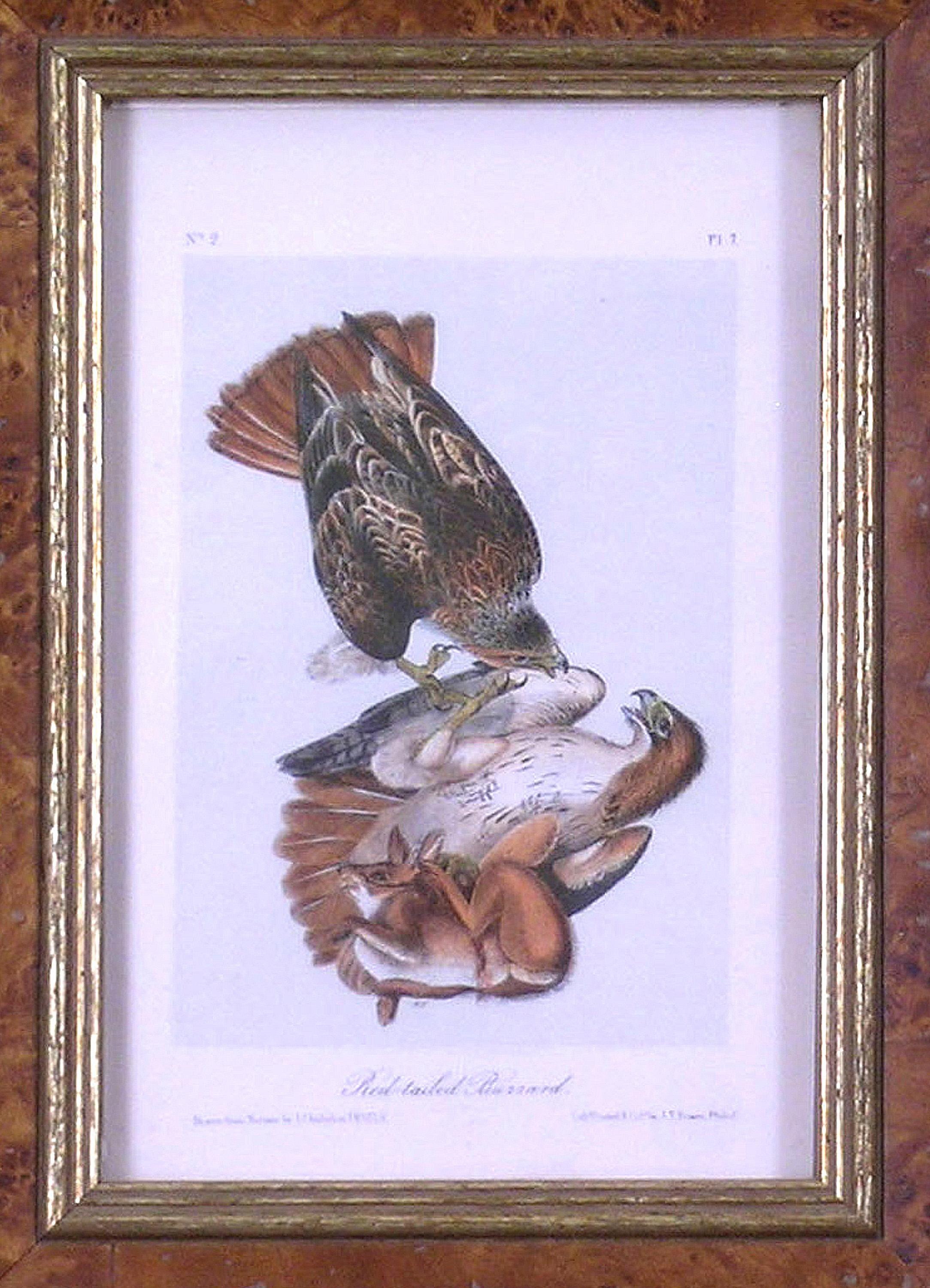Rotschwanzförmiger Buzzard aus Audubonvogel-Wildlife (Akademisch), Print, von John James Audubon