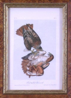 Audubon Bird Wildlife Red-Tailed Buzzard
