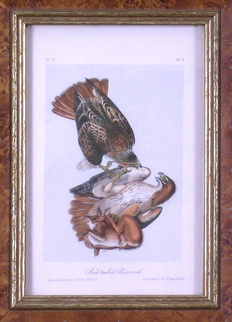 Audubon Bird Wildlife Red-Tailed Buzzard - Academic Print by John James Audubon