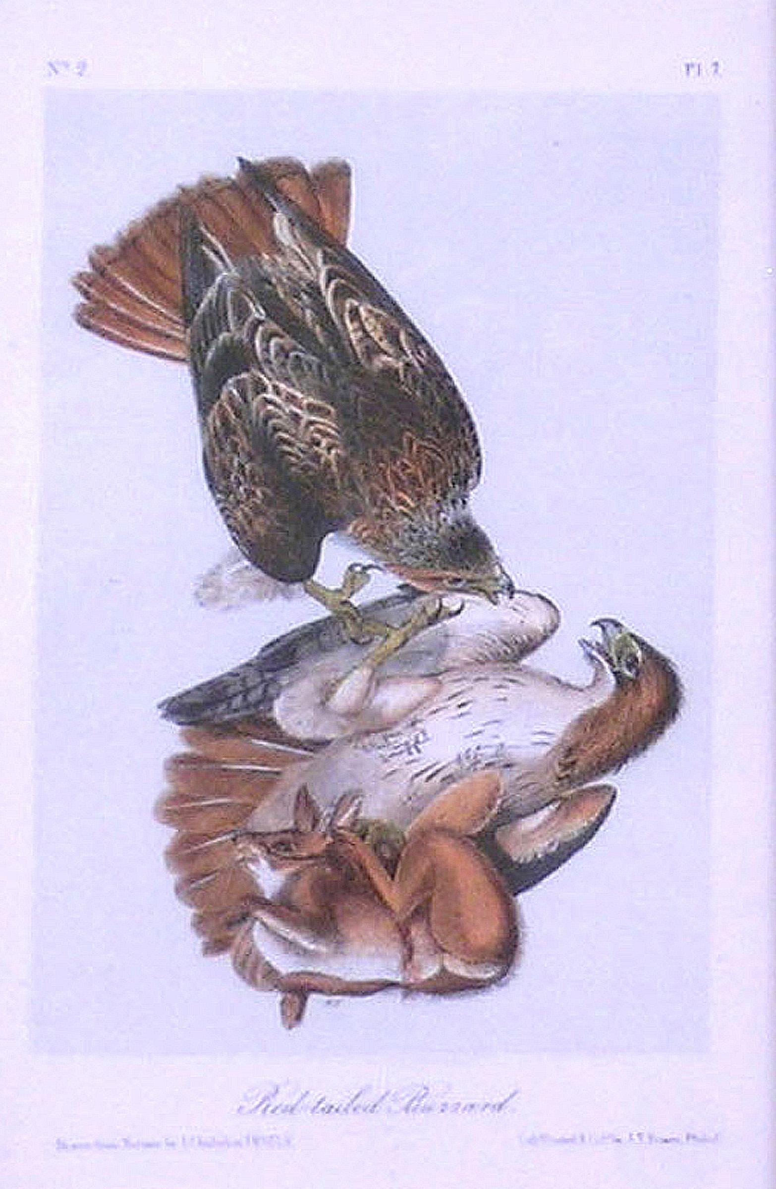 JOHN JAMES AUDUBON
Birds of America
Octavo Edition
Philadelphia, 1839
New York 1856-71
Lithographs.  Original Hand-Color.
6.5” x 10.25” Unframed

Born in Haiti, John James LaForest Audubon spent his youth in France, where he studied for a time under